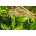 thumbnail image 2 of Jaynes Gallery 18x13 Gold Ornate Wood Framed with Double Matting Museum Art Print Titled - Florida-Wakodahatchee Wetlands Green iguana close-up, 2 of 4