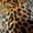 Pink Brown, variant on Castle Fairy Animal Cheetah Black Out Curtains for Boys Girls,Woodland Wildlife Cheetah Curtains Pack of 2 (42x63 Each),Brown Pink Bedroom Curtains,Breathable Home Decor