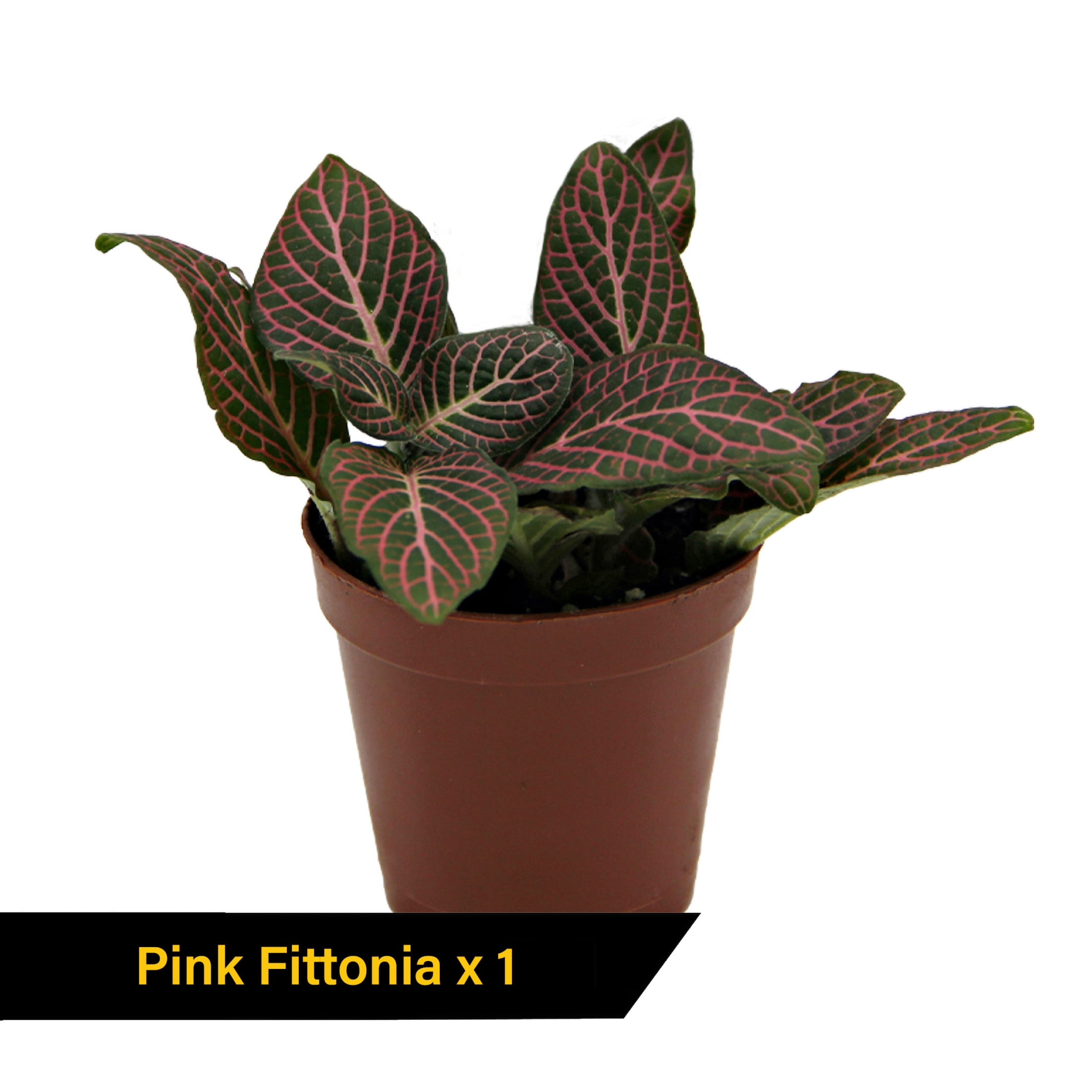 ReptiCulture Tropical Plant Starter Bundle