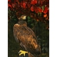 thumbnail image 2 of Terrill, Steve 24x32 Black Ornate Wood Framed with Double Matting Museum Art Print Titled - USA, Oregon Portrait of red-tailed hawk, 2 of 4