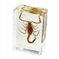 thumbnail image 3 of Ed Speldy East PW108 Real Bug Paperweight Regular-small-Scorpion, 3 of 4
