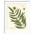 thumbnail image 2 of Art.com Small Antique Fern II Art Print by Vision Studio, White Frame Wall Art, 17" x 21", 2 of 5