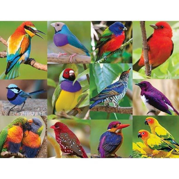 Springbok 500 Piece Jigsaw Puzzle Birds of Paradise - Walmart.com