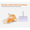 thumbnail image 4 of Vibeat Human Foot Joint Model with Ligaments, Human Anatomy Model, Foot Skeleton Model, 4 of 7
