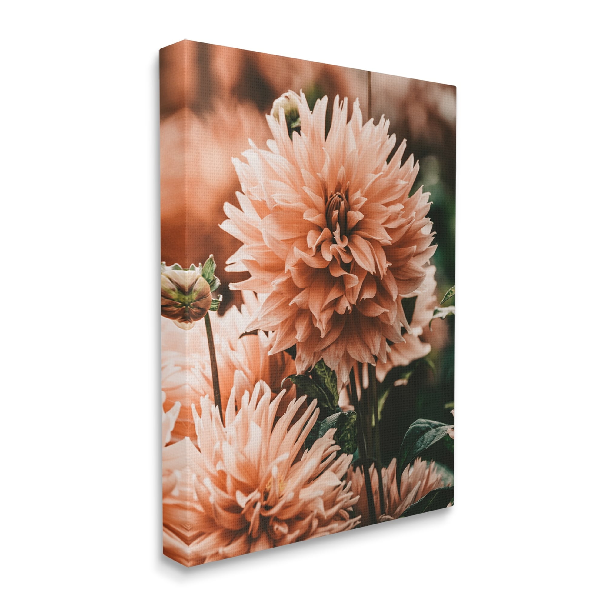 Stupell Industries Wild Pink Dahlias Spring Flowers Closeup Photography Canvas Wall Art, 36 x 48, Design by Amy Brinkman