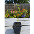 thumbnail image 3 of Salavatski Pomegranate Tree Live Plant in 4'' Pot, 8-10'' Tall, Hardy Red Pomegranate Bush, Edible Fruit Bearing Tree, 3 of 5