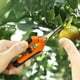 thumbnail image 5 of Tijeras de jardinería de color naranja, tijeras de podar, tijeras para frutas y verduras, tijeras para podar árboles frutales, tijeras para recoger uvas, herramientas de jardinería de acero inoxidable, 5 of 6