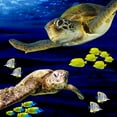 thumbnail image 2 of LightBoxJournal 12x12 White Modern Wood Framed Museum Art Print Titled - Sea Creatures_Turtle 2, 2 of 4