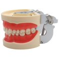 thumbnail image 4 of Modelo Dental modelo de dientes modelo de enseñanza Dental modelo estándar con 32 dientes atornillados demostración goma dura suave 28 24 dientes, 4 of 5