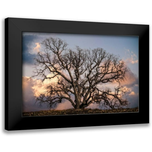 Perry, Rachel 14x11 Black Modern Framed Museum Art Print Titled - Grand Oak Tree II