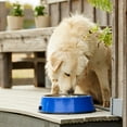 thumbnail image 5 of HEATED BOWL SS 5.5QT BL 60W Pet Heated Bowl with Stainless Steel Insert for Pets, Blue, 5 of 8