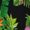 215, variant on Tropical Frangipani Plumeria Short Sleeve Men'S Rompers, Aloha Tropical Hawaiian Frangipani Floral Casual Summer Jumpsuits Outfit