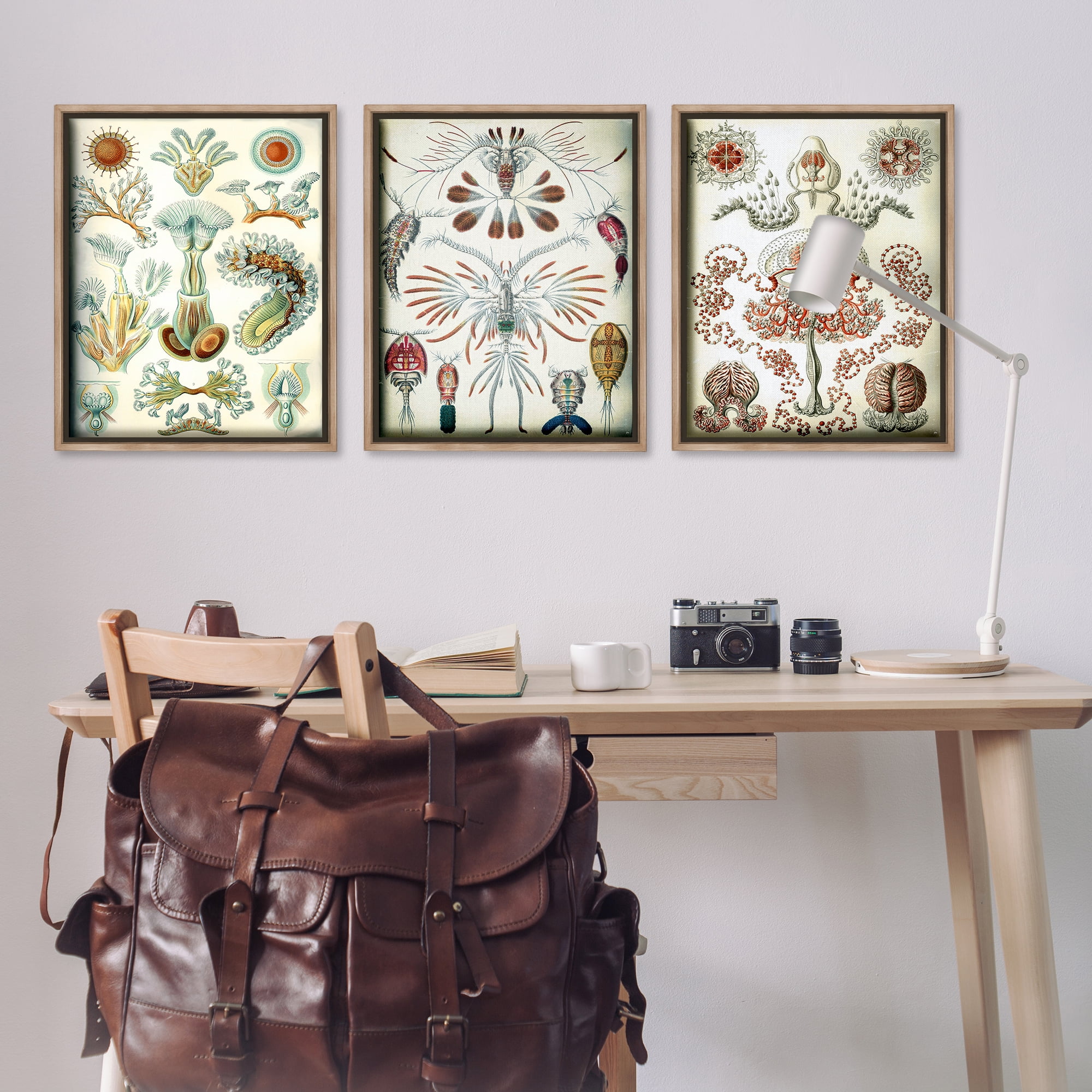 Stupell Industries Vintage Microscopic Crustaceans Animals Painting Brown Floater Framed Canvas Art Print Wall Art, 25 x 31, Set of 3