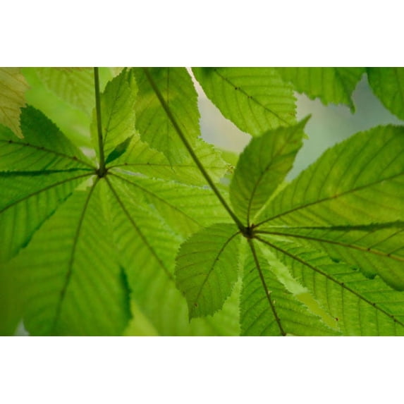 Gango Home Decor Chestnut Leaves Duet II Green by Vitaly Geyman (Printed on Paper); One 36x24in Fine Art Paper Giclee Print