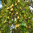 thumbnail image 5 of Bartlett Pear Tree | The Bartlett Pear Tree produces large, yellowish-brown fruit with sweet, juicy white flesh. Grown in mid-season, it thrives in growing zones 5-8., 5 of 6