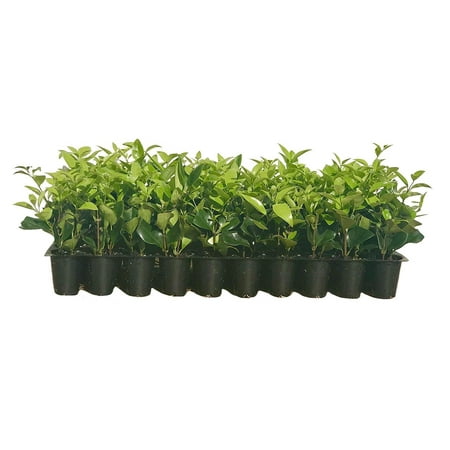 Ligustrum Waxleaf Privet - 15 Live Plants - Evergreen Privacy Hedge