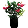 thumbnail image 1 of planta obelisco 35 lt, 1 of 5