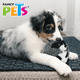 thumbnail image 5 of Juguete de peluche para perros Fancy Pets Buddies Mapache Barrigon, 5 of 5