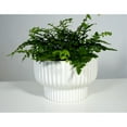 thumbnail image 4 of Better Homes & Gardens 8" Ceramic Cup Pot-White, 4 of 7