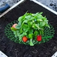 thumbnail image 6 of Strawberry Plant Support,10PCS Hollow Strawberry Holder with 3 Sturdy Legs,Plant Protector 12.2" Diameter Removable Strawberry Planting Rack Keep Berries Clean, 6 of 11