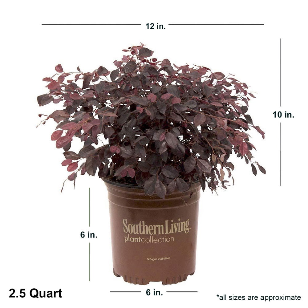Southern Living Purple Diamond Loropetalum Live Shrub in 2.5-Quart Grower Pot