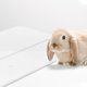 thumbnail image 4 of ColoMX Caja de baño de arena transparente Bañera de hámster pequeña Bañera de chinchilla Suministro de mascotas pequeñas, 4 of 8