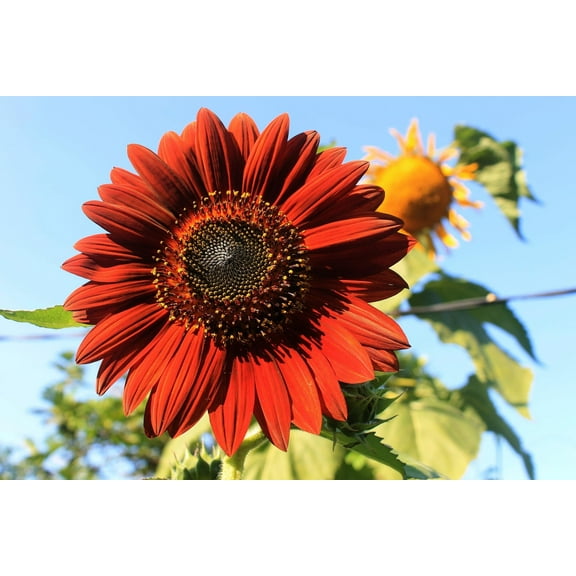 Velvet Queen Sunflower Seeds/ Annual/ Full Sun/200 Seeds 1/4 oz / Zellajake Farm and Garden - B41