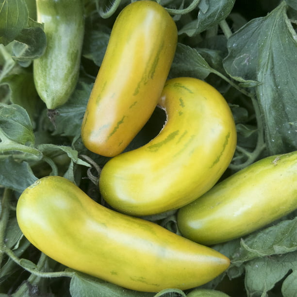 Green Sausage Tomato Seeds - 1 Lb ~108800 Seeds - Non-GMO - Vegetable ...