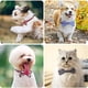thumbnail image 3 of Collares para perros, collares para mascotas con collares de pajarita ajustables para perros, lazos para el cuello de mascotas MFZFUKR CPB-US-YY73-3, 3 of 5