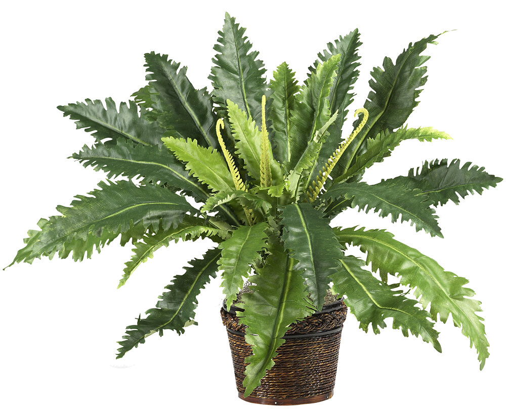 Nearly Natural 22" Marginatum Artificial Plant With Wicker Basket, Green - image 2 of 2