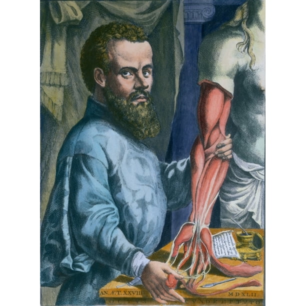 Andreas Vesalius 1514-64 Portrayed With The Arm Of A Cadaver He Has Dissected To Show The Musculature Red And The Nerves - Walmart.com - Walmart.com