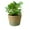 Green, variant on Bxaolu Plant Basket, 1-Pack Plant Basket Indoor with Plastic Liner, Woven Planters Flower Basket, Planter Basket for Rustic Boho Home Farmhouse Floor Potted Pots Decor (L, Green)
