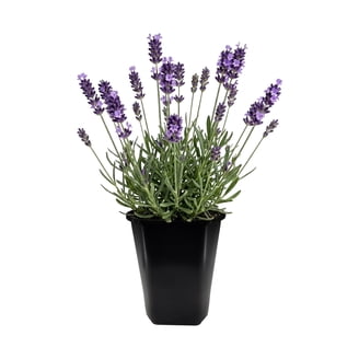 Expert Gardener Outdoor Live Plant Creeping Phlox Bedazzled
