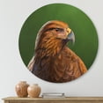 thumbnail image 2 of Designart 'Close UP Of Harris Hawk Bird' Traditional Circle Metal Wall Art 11x11 - Disc of 11, 2 of 5