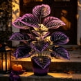 thumbnail image 7 of Artificial Purple Calathea Plant, Home Party Decoration, Purple Leaf Decor Artificial Plant Simulation Pot Bonsai Flower Ornament Hotel Room Desk Decorate((No Flowerpot),23.6"), B, 7 of 7