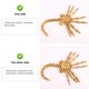 thumbnail image 5 of Facehugger Model Fully Articulated Movie Prop Local Gold, 5 of 5