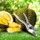 thumbnail image 3 of Clip abridor de Durian inoxidable, alicates a prueba de herrumbre, herramienta duradera para romper la cáscara de Durian hogar,, 3 of 9