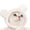 White, variant on Plush Bear Ear Cap for Cats and Dog Cosplay Costume Hat Adjustable Pet Winter Warm Hat Cartoon BearEar Dog Dress Up 2PCS