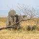 thumbnail image 4 of Traje Ghillie 5 en 1 | Conjunto de ropa de caza con camuflaje 3D (chaqueta, pantalón, capucha y bolsa de transporte) para caza, airsoft y actividades al aire libre, 4 of 5