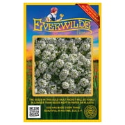 Everwilde Farms - 2000 Tall White Sweet Alyssum Garden Flower Seeds - Gold Vault Jumbo Bulk Seed Packet