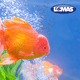 thumbnail image 2 of Alimento Premium Betta 8 G Lomas 8 g, 2 of 2