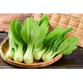 thumbnail image 2 of 2000 * Seeds CANTON PAK CHOI Bok Choy Chinese Cabbage Brassica Rapa Vegetable, 2 of 10