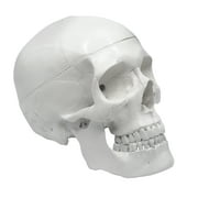 Human Adult Skull Model, 3 Part - Medical Quality Anatomical Replica - 9" Height - Removable Skull Cap, Shows Most Major Foramen, Fossa, and Canals - Articulated Mandible - Eisco Labs