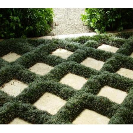 Classy Groundcovers - Dwarf Mondo Grass {50 Bare Root (Best Ground Cover Plants To Prevent Weeds)