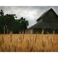 thumbnail image 2 of Scott Larson 14x12 White Modern Wood Framed Wall Art Titled - Harvest Time I, 2 of 5
