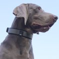 thumbnail image 4 of Collars for Dogs | Heavy Duty Dog Collar | Padded Soft Dog Collar with Quick Release Buckle | Nylon Dog Collar for Daily Walks and Training, Great Gift for Dog Owners, 4 of 4