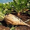 thumbnail image 3 of Sugar Beet Seeds for Planting - 100+ Non-GMO Heirloom Seeds, Beta vulgaris, Perfect for Home Gardens & Gifts, 3 of 7
