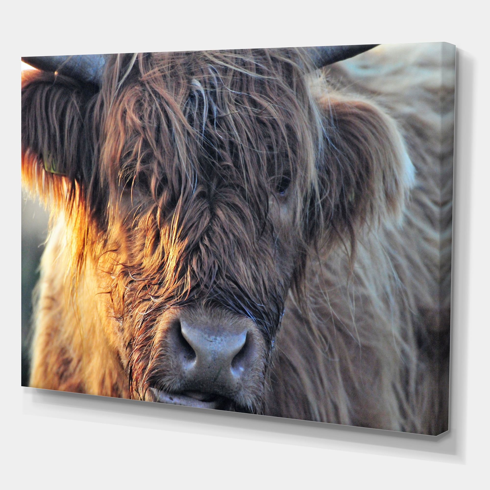 Designart ' Close Up Of Scottish Cow On Moorland III ' Farmhouse Canvas Wall Art Print