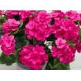 thumbnail image 2 of Morttic 2PCS 14'' Artificial Geraniums Silk Flowers Outdoor Garden Hanging Basket Porch Home Decor, 2 of 6