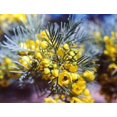 thumbnail image 1 of 50 Yellow FEATHERY CASSIA Green Senna Artimoides Seeds, 1 of 1